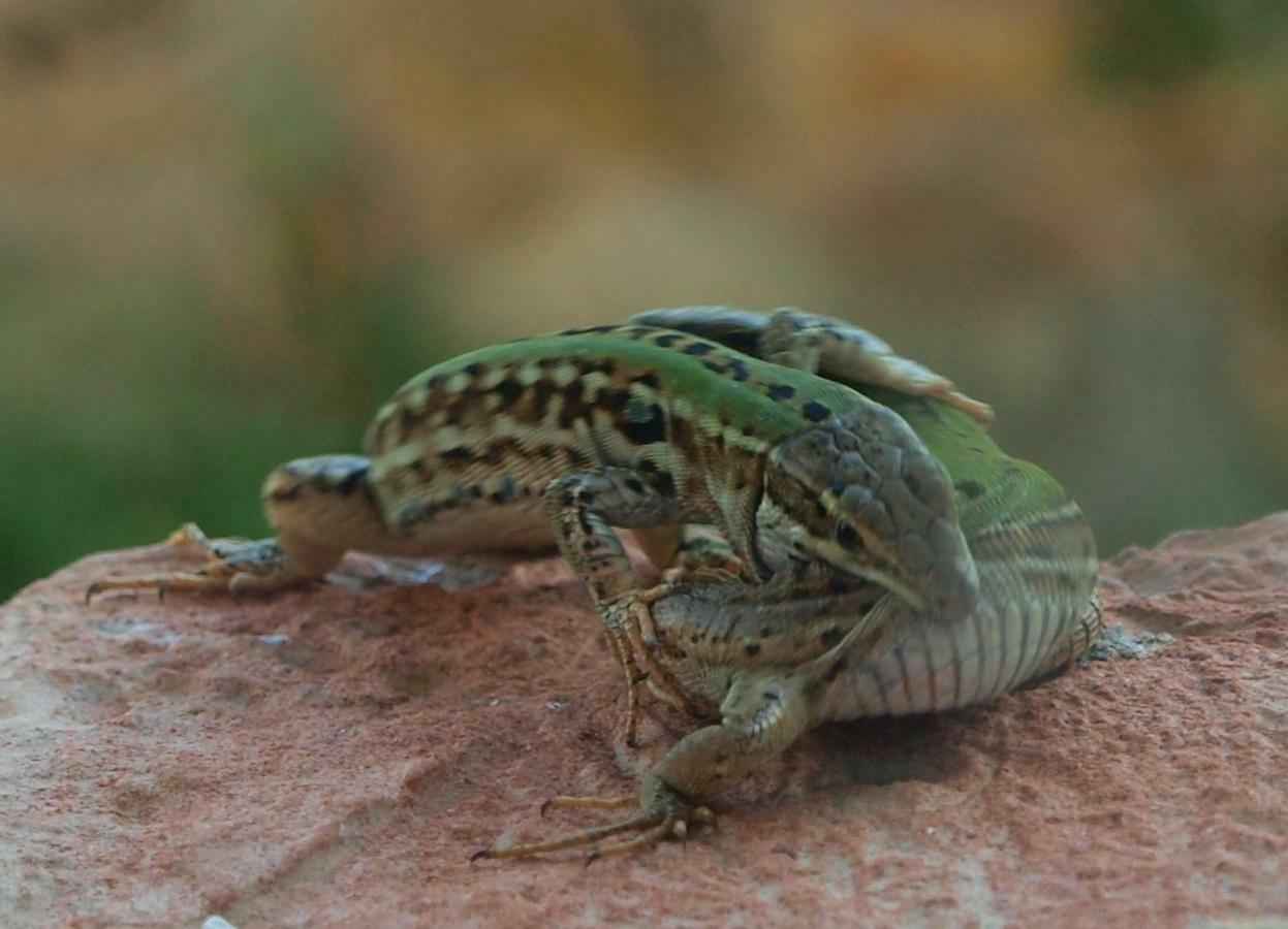 Апартаменты Poggio Magginga Terricciola Экстерьер фото
